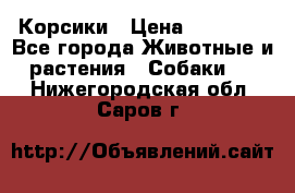 Корсики › Цена ­ 15 000 - Все города Животные и растения » Собаки   . Нижегородская обл.,Саров г.